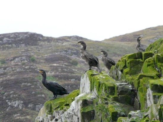 Cormorants